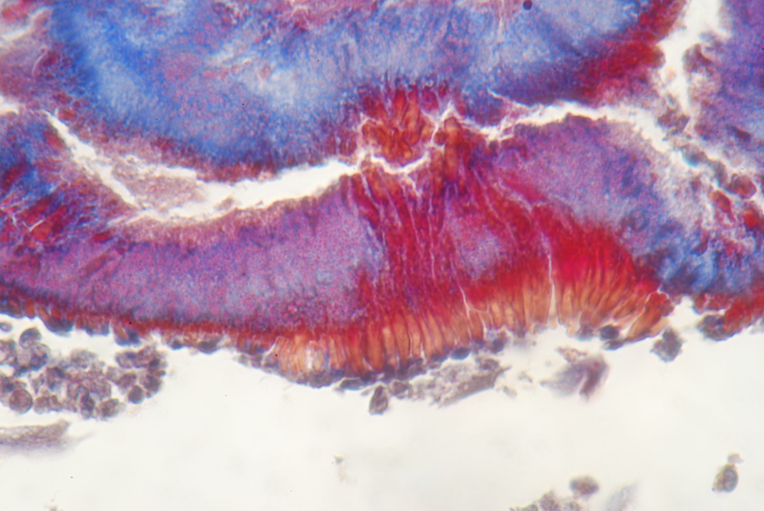 Μονάδα Οδοντικής Ιστολογίας και Ιστοπαθολογίας